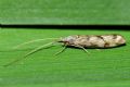 Odontocerum albicorne
